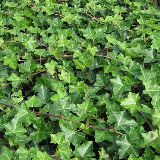 Hedera hibernica 