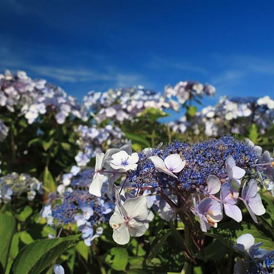 Hydrangea aspera 'Macrophylla' 