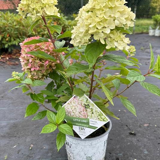Hydrangea paniculata 'Little Lime' 
