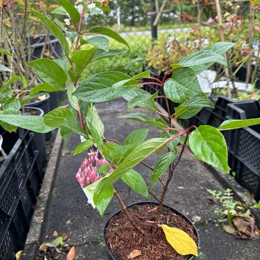 Hydrangea paniculata 'Pinky Winky' 