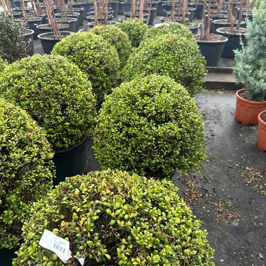 Ilex crenata 'Convexa' Bolvorm 
