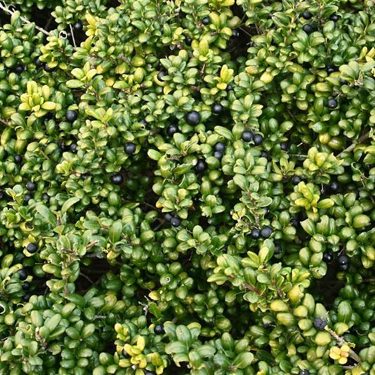 Ilex crenata 'Convexa' 