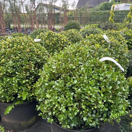 Ilex crenata 'Caroline Upright' Bolvorm 