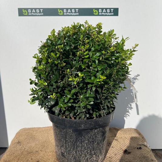 Ilex crenata 'Caroline Upright' Bolvorm 