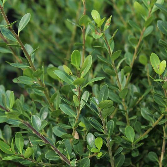 Ilex cre. 'Caroline Upright' 