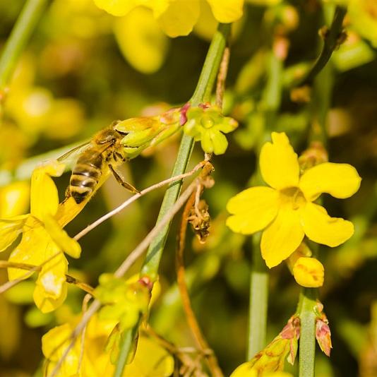 Jasminum nudiflorum 