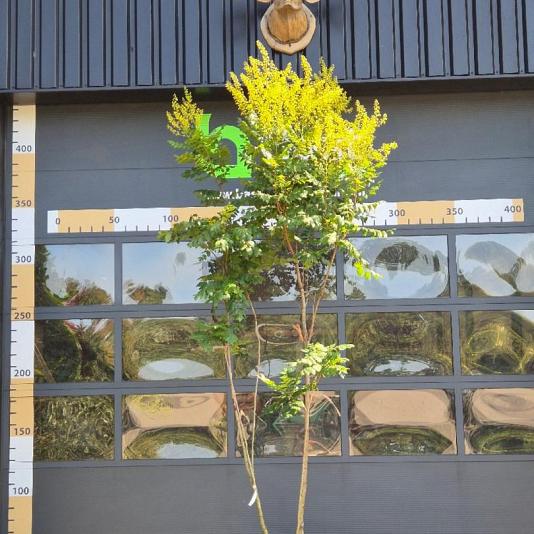 Koelreuteria paniculata meerstammig 