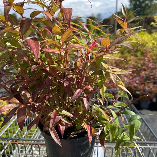 Leucothoe zeblid 