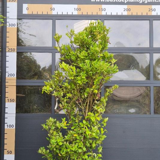 Ligustrum texanum 