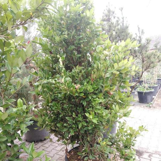 Ligustrum texanum 