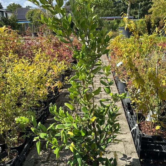 Ligustrum japonicum 