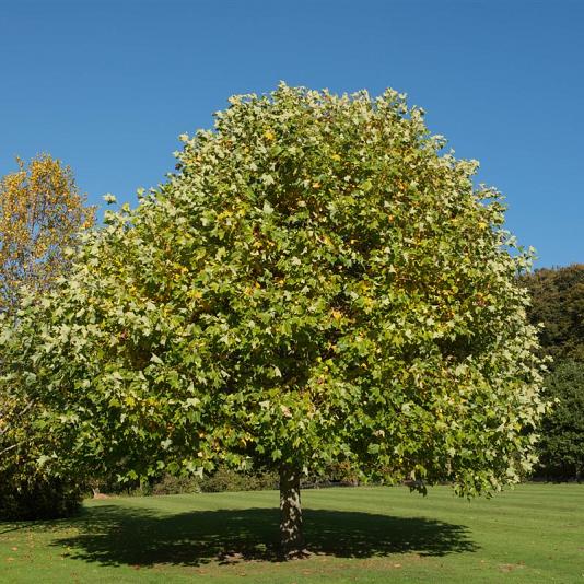 Liriodendron tulipifera 
