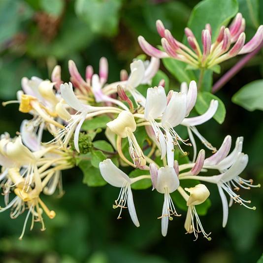 Lonicera periclymenum 