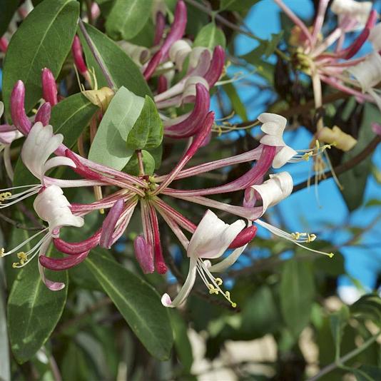 Lonicera per. 'Belgica' 
