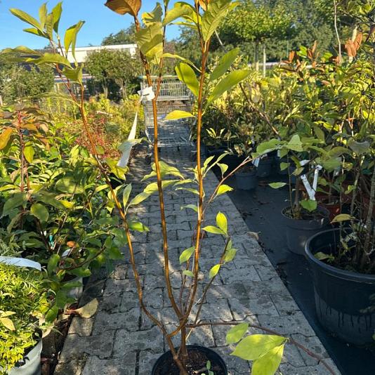 Magnolia soulangeana 
