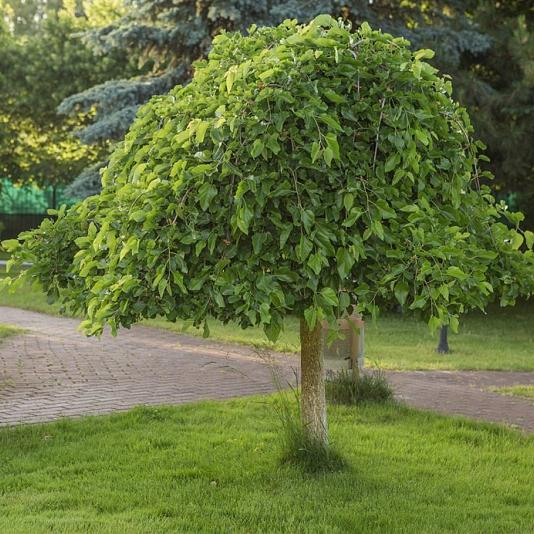 Morus alba 'Pendula' 
