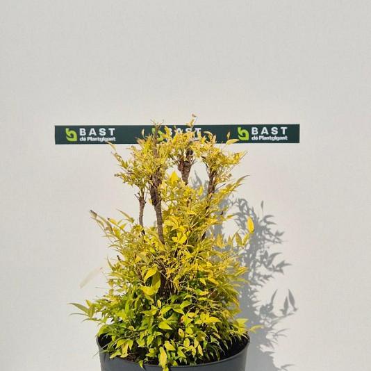 Nandina domestica 'Lemon & Lime' 
