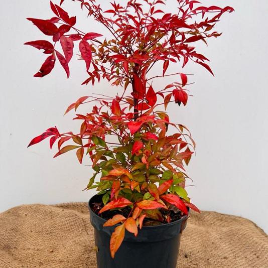 Nandina domestica 'Gulf Stream' 