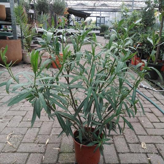 Nerium oleander 