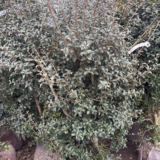 Osmanthus burkwoodii 