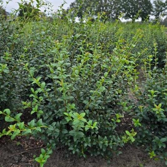 Osmanthus burkwoodii 