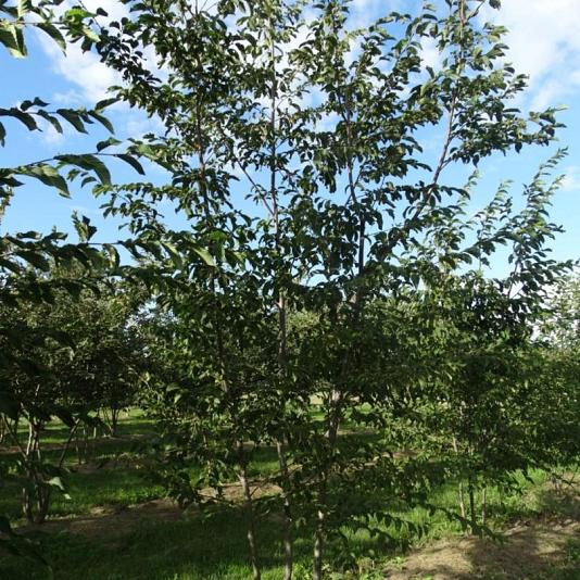 Ostrya carpinifolia Meerstammig 