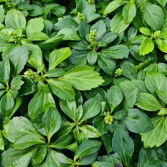 Pachysandra terminalis 