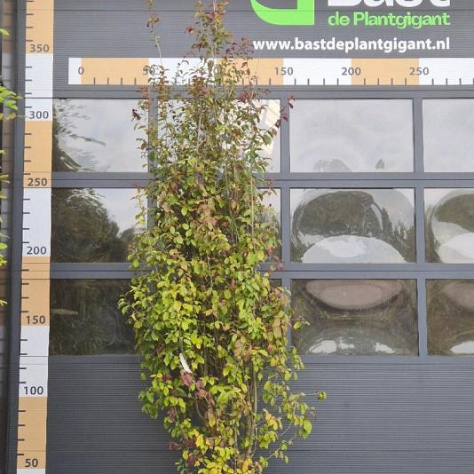 Parrotia persica 'Persian Spire' ® 