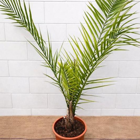Phoenix canariensis 