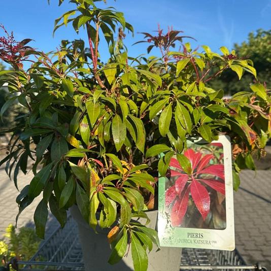Pieris jap. 'Katsura' 