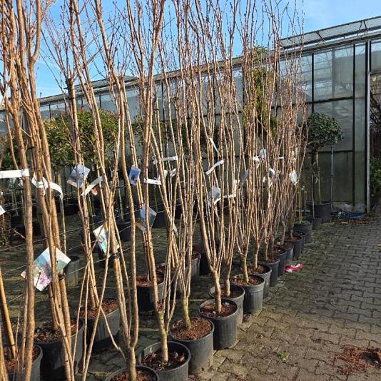 Prunus serrulata 'Amanogawa' 