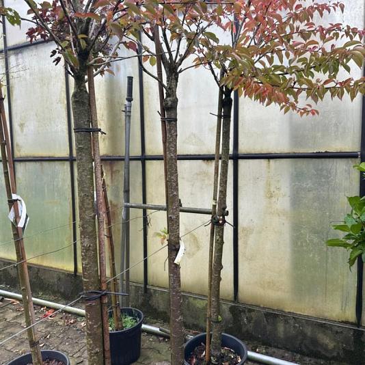 Prunus yedoensis 