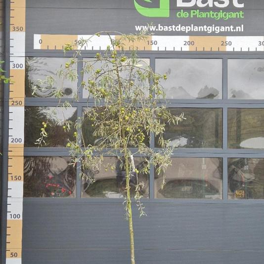 Pyrus salicifolia 'Pendula' 