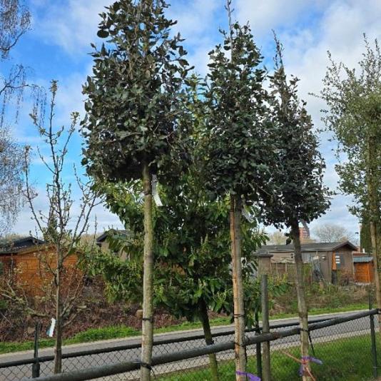 Quercus ilex 