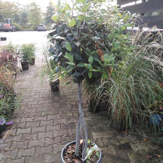 Quercus ilex 3-stam Bolvorm 