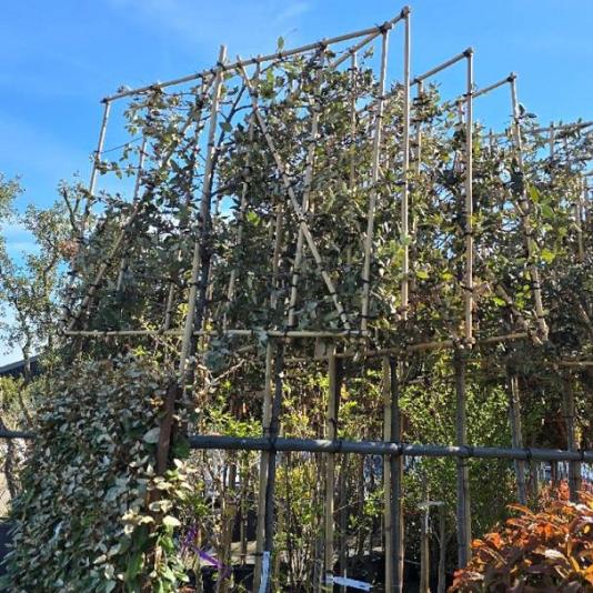 Quercus Ilex Leivorm 