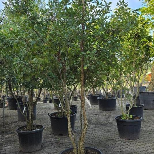 Quercus pubescens Meerstammig 