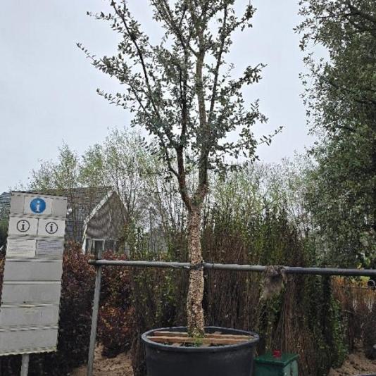 Quercus suber 