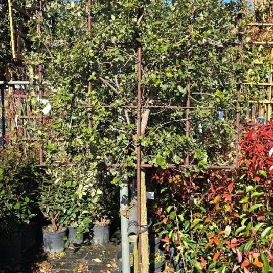 Quercus suber Leivorm 