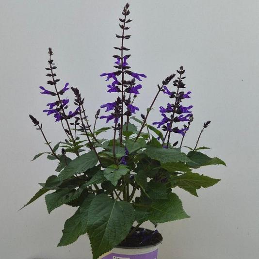 Salvia salgoon 'Lake Blueberry' 