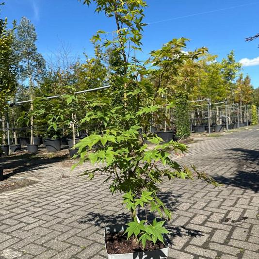 Acer pal. 'Osakazuki' Container 15lt. 140/160cm.