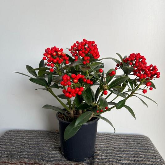 Skimmia japonica 'Pabella' 