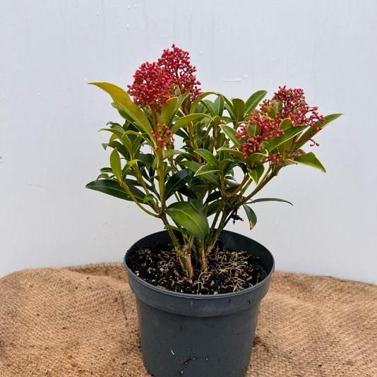Skimmia japonica 'Godrie's Dwarf' 