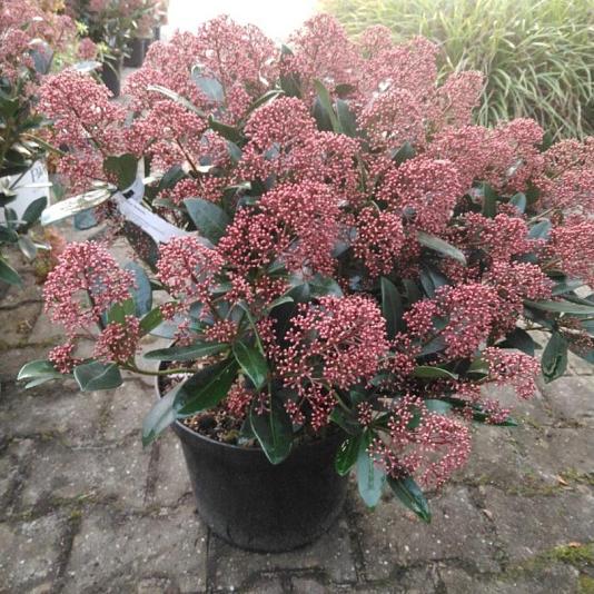 Skimmia japonica 'Rubella' 