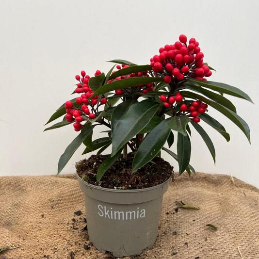 Skimmia reevesiana 