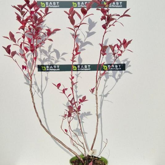 Vaccinium corymbosum 