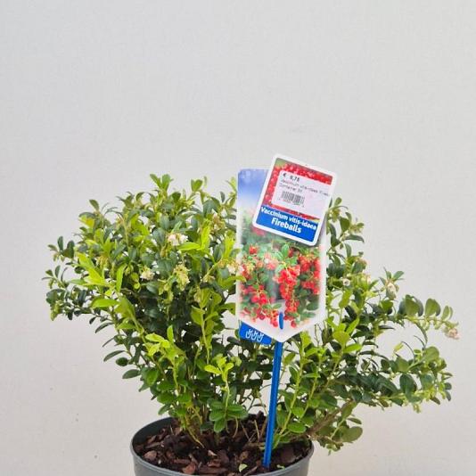 Vaccinium vitis-idaea 'Fireballs' 