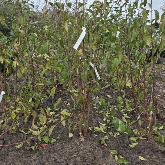 Viburnum bodn. 'Dawn' 
