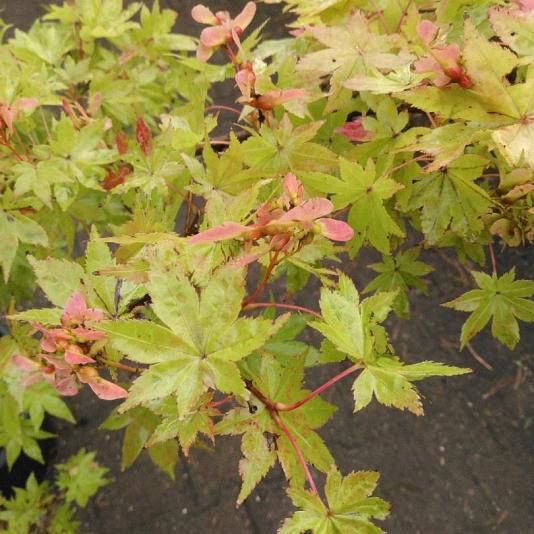 Acer palmatum 'Summergold' Container 20lt. 150/175cm.