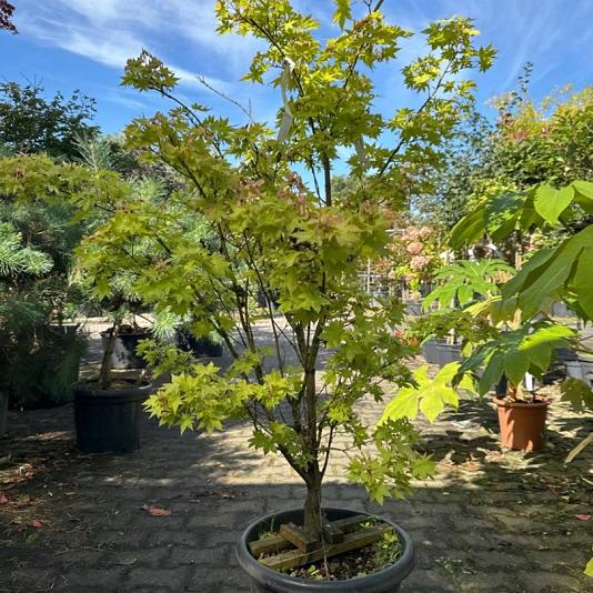 Acer palmatum 'Summergold' Container 20lt. 150/175cm.